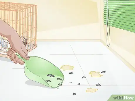 Imagen titulada Clean up After Your Guinea Pig Step 2