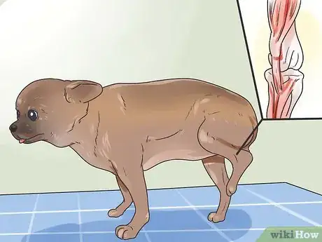 Imagen titulada Get Dogs to Mate Step 5