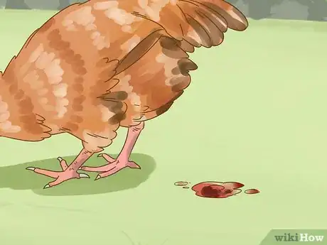 Imagen titulada Tell if a Chicken is Sick Step 15
