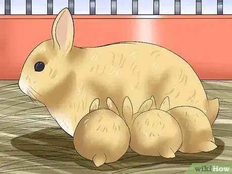 Imagen titulada Care for a House Rabbit Step 18