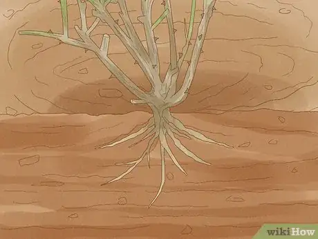 Imagen titulada Prune Drift Roses Step 12