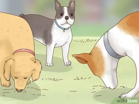 Imagen titulada Get a Dog to Stop Eating Dirt Step 2