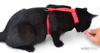 colocarle un arnés a un gato