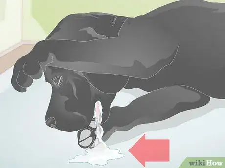 Imagen titulada Treat a Broken Tooth in Dogs Step 4