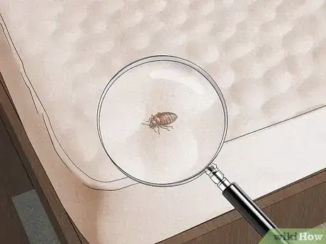 Imagen titulada Check for Bedbugs Step 6