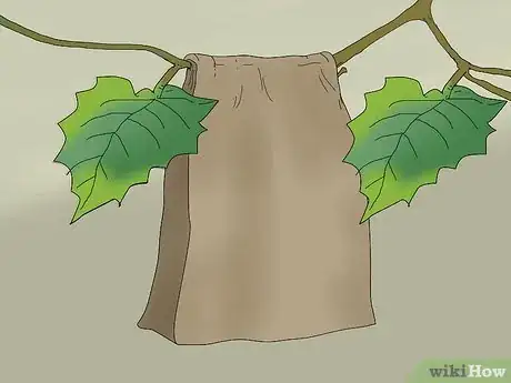 Imagen titulada Protect Grapes from Birds Step 5
