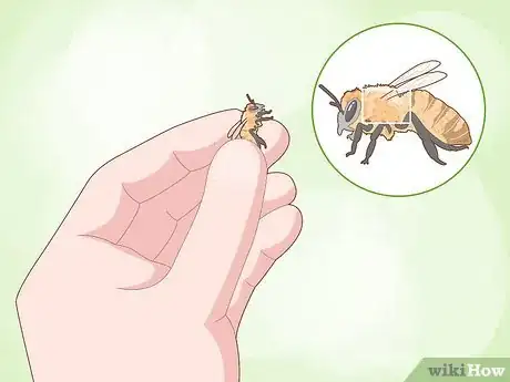 Imagen titulada Remove Bees from a Chimney Step 2