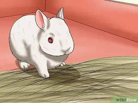 Imagen titulada Care for a House Rabbit Step 17