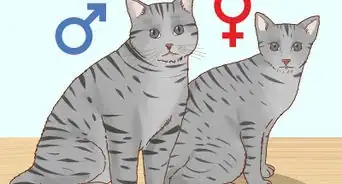 determinar el sexo de un gatito