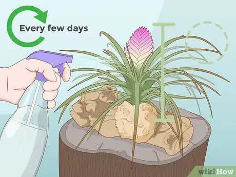 Imagen titulada Care for a Bromeliad Step 19