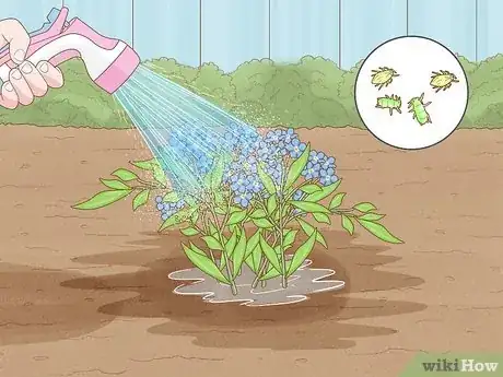 Imagen titulada Plant Forget Me Not Seeds Step 14