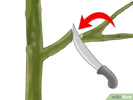 Imagen titulada Graft a Tree Step 19