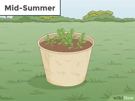 Imagen titulada Grow Eucalyptus Step 8