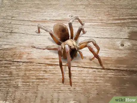 Imagen titulada Identify a Garden Spider Step 14