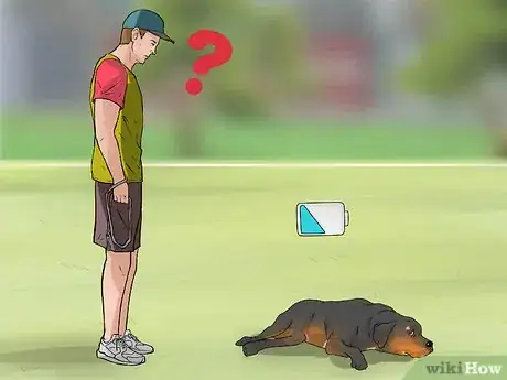 Imagen titulada Treat Dysplasia in Rottweilers Step 1