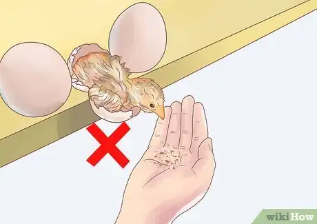 Imagen titulada Feed Chickens Step 1