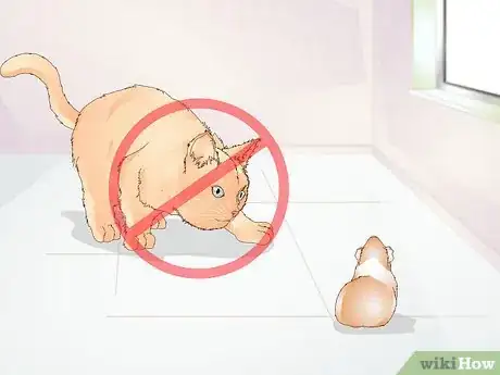 Imagen titulada Exercise Your Guinea Pig Step 6