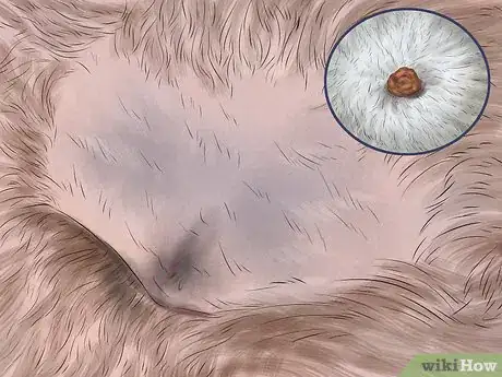 Imagen titulada Diagnose Skin Masses on Dogs Step 3