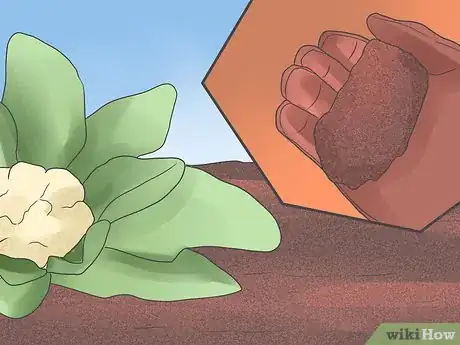 Imagen titulada Grow Cauliflower Step 3