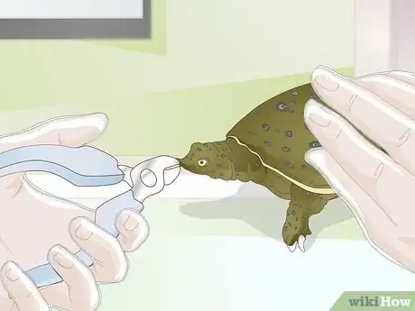 Imagen titulada Care for a Soft Shelled Turtle Step 15