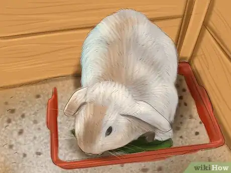 Imagen titulada Raise a Lop Eared Rabbit As a Pet Step 6