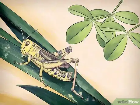 Imagen titulada Feed a Grasshopper Step 4