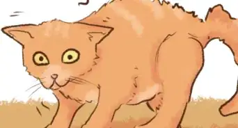 hacer que un gatito deje de morder