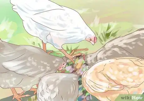Imagen titulada Feed Chickens Step 7