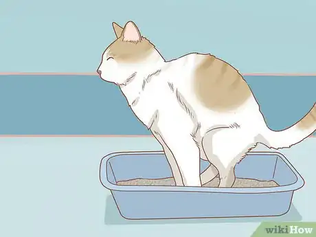 Imagen titulada Diagnose and Treat Hernias in Cats Step 13
