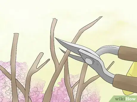 Imagen titulada Prune Hydrangeas Step 8