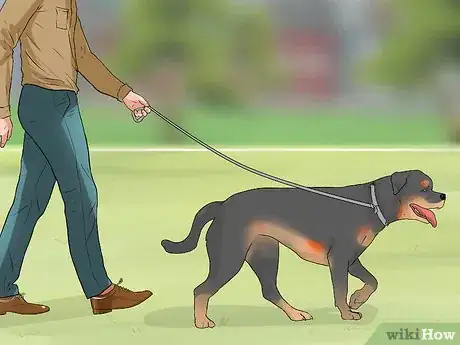Imagen titulada Treat Dysplasia in Rottweilers Step 5