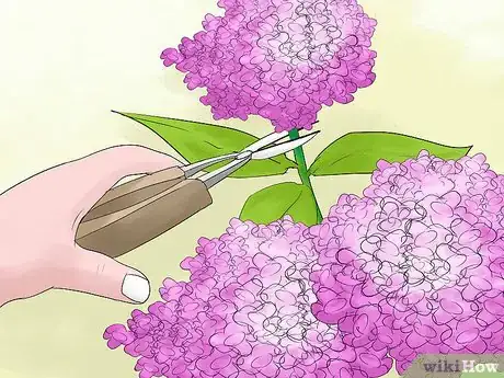 Imagen titulada Prune Hydrangeas Step 7