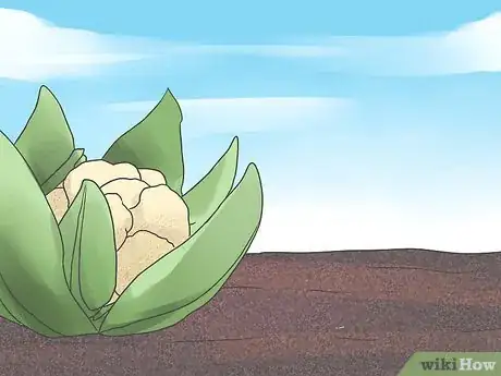 Imagen titulada Grow Cauliflower Step 2