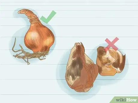 Imagen titulada Plant Bulbs in Grass Step 10