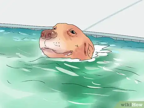 Imagen titulada Build a Dog's Muscles Step 2
