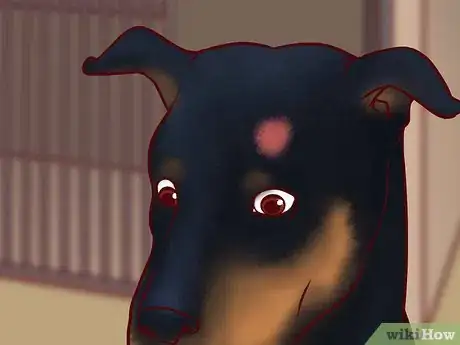 Imagen titulada Prevent Ringworm in Dogs Step 11