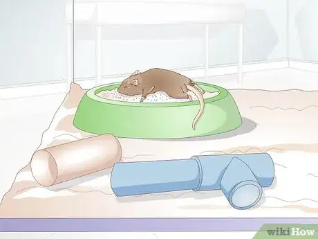 Imagen titulada Know if a Gerbil Is Ill Step 8