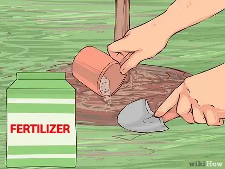 Imagen titulada Care for Camellias Step 6