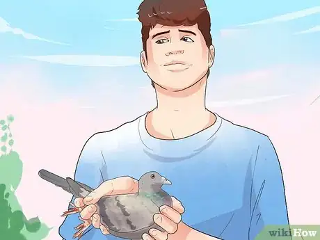 Imagen titulada Keep a Single Pigeon Step 1
