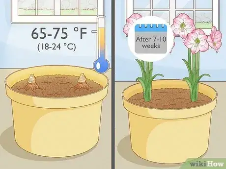 Imagen titulada Plant Amaryllis Step 4