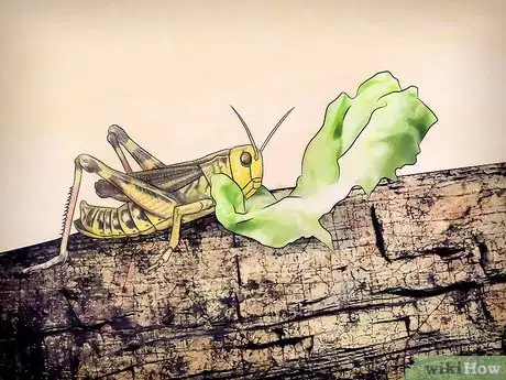 Imagen titulada Feed a Grasshopper Step 6