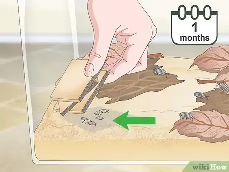 Imagen titulada Breed Isopods Step 9