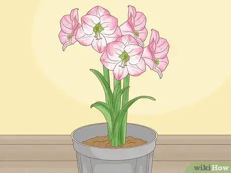 Imagen titulada Plant Amaryllis Step 1