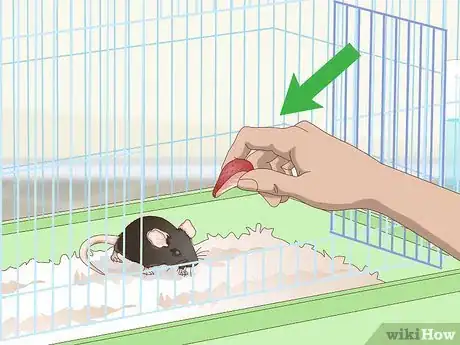 Imagen titulada Tame a Rat Step 6