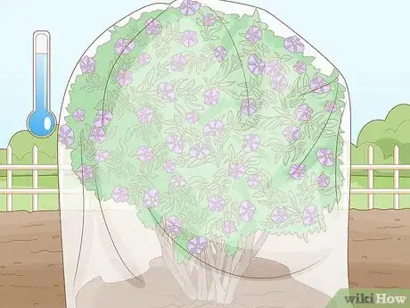 Imagen titulada Care for a Purple Flower Potato Bush Step 13