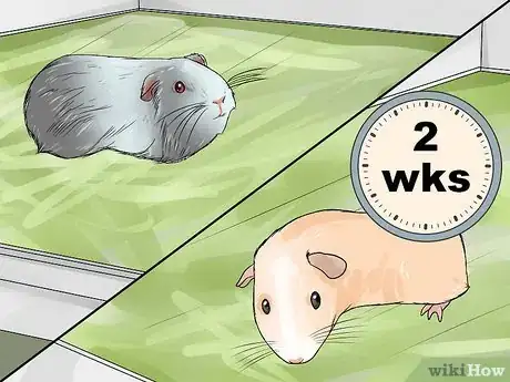 Imagen titulada Breed Standard Guinea Pigs Step 7