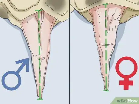 Imagen titulada Tell If a Turtle Is Male or Female Step 7
