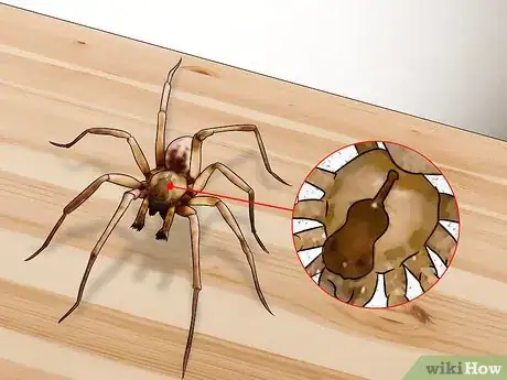 Imagen titulada Kill a Venomous Spider Step 2