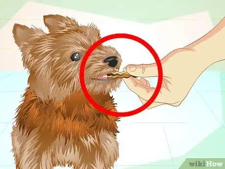 Imagen titulada Keep Your Yorkie's Teeth Clean Step 12