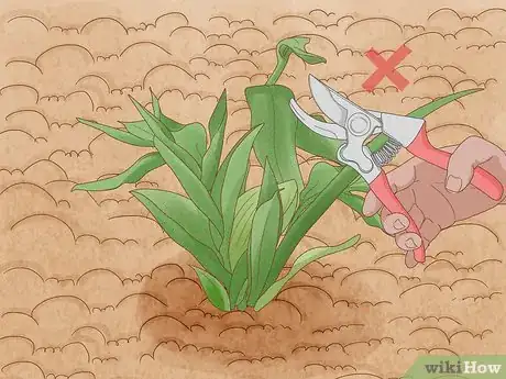 Imagen titulada Prune Tulips Step 3